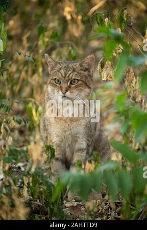 Afrikanische Wildkatze, Felis silvestris lybica Emdoneni, Südafrika Stockfoto