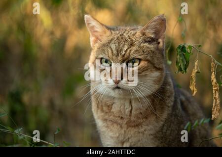 Afrikanische Wildkatze, Felis silvestris lybica Emdoneni, Südafrika Stockfoto