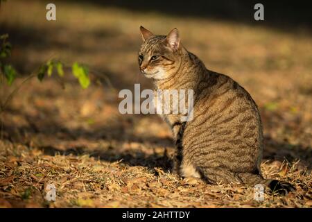 Afrikanische Wildkatze, Felis silvestris lybica Emdoneni, Südafrika Stockfoto