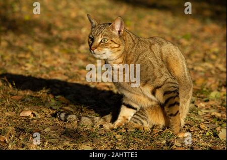 Afrikanische Wildkatze, Felis silvestris lybica Emdoneni, Südafrika Stockfoto