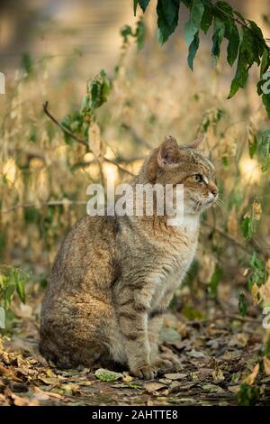 Afrikanische Wildkatze, Felis silvestris lybica Emdoneni, Südafrika Stockfoto