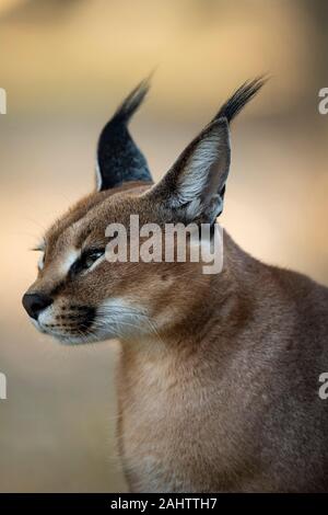 Karakal, Caracal caracal Emdoneni, Südafrika Stockfoto