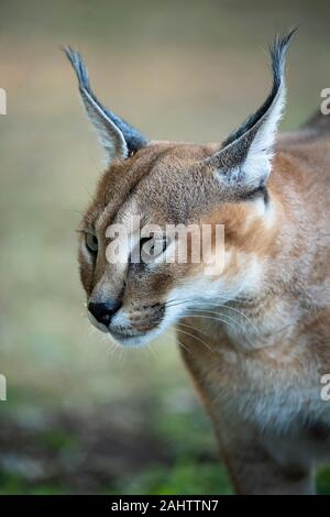 Karakal, Caracal caracal Emdoneni, Südafrika Stockfoto