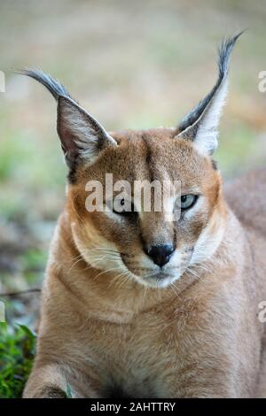 Karakal, Caracal caracal Emdoneni, Südafrika Stockfoto