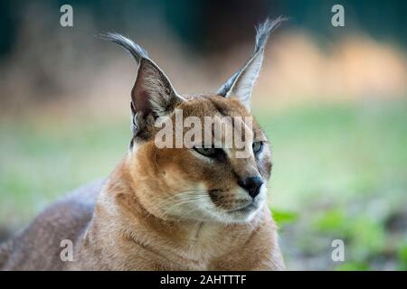 Karakal, Caracal caracal Emdoneni, Südafrika Stockfoto