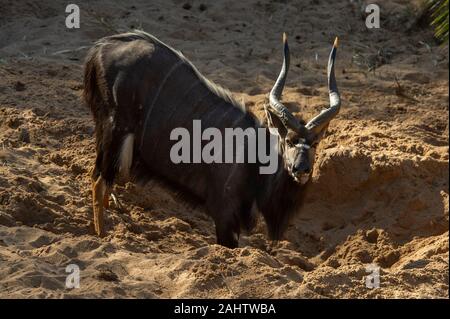 Nyala Bull trinken aus einem Loch von Elefanten im Flussbett gegraben, Tragelaphus angasi, Hluhluwe-Imfolozi Game Reserve Stockfoto