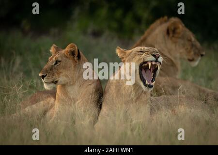 Lion cub liegt neben zwei anderen Gähnen Stockfoto