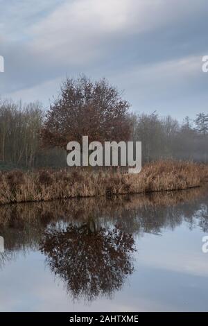 Eine einsame kleine Eiche mit braunen winter Blätter und Reed Fransen am Ufer des Sees entlang und spiegelt sich im Wasser. Diemen Woods (Diemerbos), Diemen, T Stockfoto