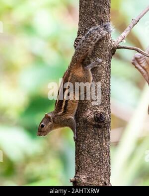 Die indische Palm Eichhörnchen am Baum. ist eine Nagetierart aus der Familie Sciuridae natürlich in Indien (Süden der Vindhyas) und Sri Lanka gefunden. Stockfoto