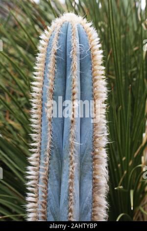 Kaktus pilosocereus pachycladus Stockfoto