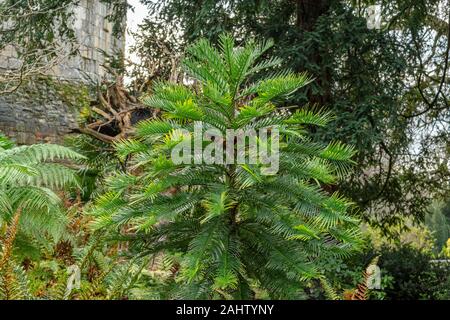 YORK ENGLAND A MONKEY PUZZLE Strauch oder Baum (Araucaria araucana) INNERHALB DES MUSEUM GARDENS Stockfoto