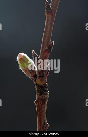 Mandelblüte Stockfoto