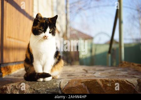 Eine Trikolore flauschige Katze sitzt draußen vor der Tür. Maneki Neko. Calico Kitty in einem sonnigen Hof ausruhen. Stockfoto