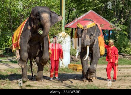 SAMUT PRAKAN, Thailand, 18. Mai 2019 Leistung eines trainierten Elefanten in einem thailändischen Zoo. Die traditionelle Show mit Elefanten auf offener Szene. Stockfoto