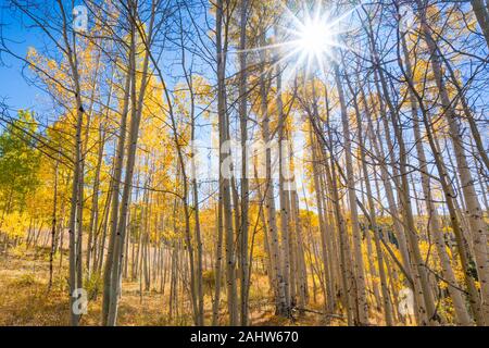 Sonne scheint durch Aspen Bäume im Herbst in Colorado Stockfoto