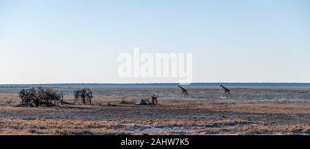 Wide Angle Shot von zwei angolanischen Giraffen - Giraffa giraffa angolensis - illustriert die große Offenheit der Ebenen von Etosha National Park, Namibia. Stockfoto