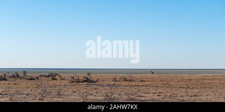 Wide Angle Shot eines angolanischen Giraffe - Giraffa giraffa angolensis - illustriert die große Offenheit der Ebenen von Etosha National Park, Namibia. Stockfoto