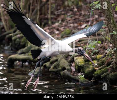 Holz Storch Vogel in der Nähe Profil ansehen Fliegen über Wasser mit ausgebreiteten Flügeln, Anzeigen von weißen und schwarzen Federn, Kopf, Schnabel, Auge, Gefieder, schwarz und w Stockfoto