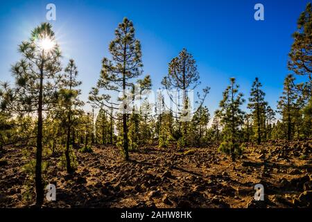 Spanien, Teneriffa, vulkanischer Lava Natur Landschaft der Insel, umgeben von grünen Nadelbäumen über den Wolken im Berggebiet von Caldera in der Nähe von Te abgedeckt Stockfoto