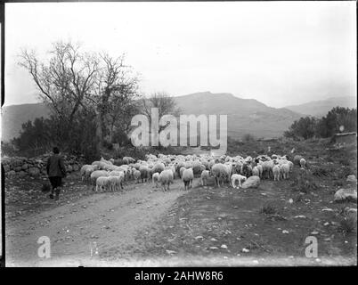 Ein traditionell gekleidete Hirte im Osmanischen Türkei Herding seine Schafe auf einer Mountain Road. Foto um 1910-1920 datiert. Bäume ohne Blätter, Herbst oder Winter. Kopie von einem trockenen Glasplatte, die aus der Herry W. Schaefer Sammlung. Stockfoto