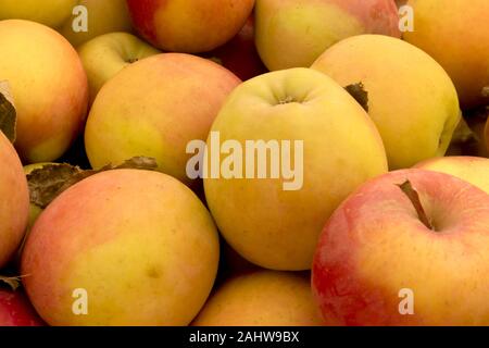 Äpfel in einer Kiste an einem Bauernhof stehen in Louisville, Kentucky im Herbst. Apple Pie ist nur wenige Stunden entfernt. Stockfoto