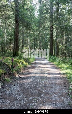 Schmutz weg biegen Unter den Tannen im Schwarzwald, in hellen Sommer Sonne Licht in der Nähe von Loßburg, Stuttgart, Baden Wuttenberg, Deutschland Stockfoto