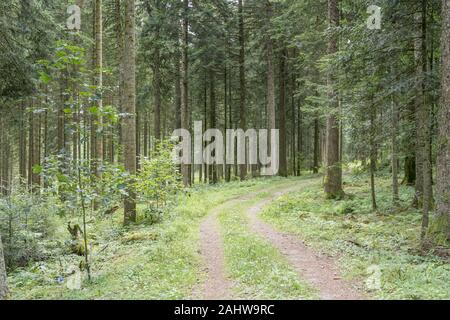 Schmutz weg biegen unter grünen Tannen im Schwarzwald, in hellen Sommer Sonne Licht in der Nähe von Loßburg, Stuttgart, Baden Wuttenberg, Deutschland Stockfoto