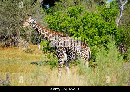 Giraffen, Moremi Wildlife Reserve, Okavangodelta, Botswana/(Giraffa Camelopardalis) Stockfoto
