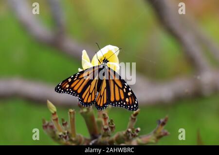 Schmetterling auf einer Blume auf Big Island auf Hawaii Natur Stockfoto