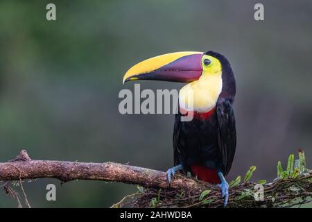 An einem Baumzweig in der Laguna del Lagarto, Costa Rica, perchiert ein gelb-throatter Tucan (Ramphastos ambiguus) Stockfoto