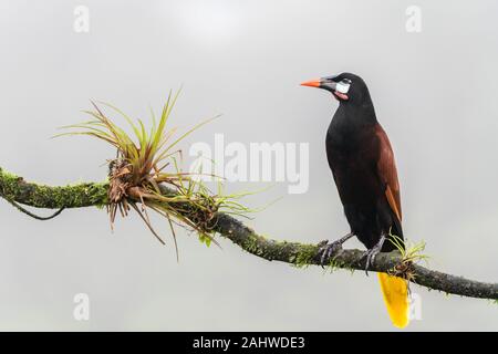 Ein Montezuma Oropendola (Psarocolius montezuma) perchiert an einem Baumzweig in Laguna del Lagarto, Costa Rica Stockfoto