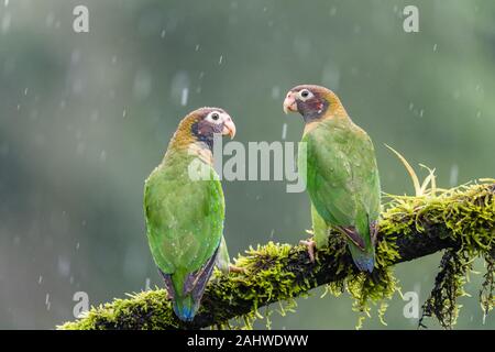 Ein Paar braungrührige Papageien (Pyrilia haematotis) perchen an einem Baumzweig im Regen in der Laguna del Lagarto, Costa Rica Stockfoto