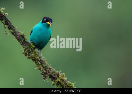 Ein männlicher grüner Honigfresser (Chlorophanes spiza) perchiert an einem Baumzweig in der Laguna del Lagarto, Costa Rica. Stockfoto