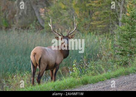 Stier wapiti Wapiti (Cervus elaphus canadensis), Prince Albert National Park, Saskatchewan, Kanada Stockfoto