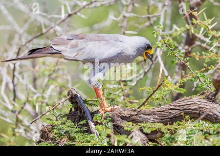 Ein einzelner östlicher oder bunter Gesang Goshawk auf einem Zweig mit töten, Fütterung, Querformat, Sosian, Laikipia, Kenia, Afrika Stockfoto