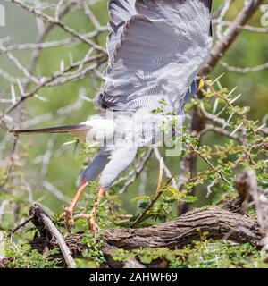 Eine einzelne Eastern oder Pale Chanten Goshawk auf einem Zweig mit töten, Abheben, quadratisches Format, Sosian, Laikipia, Kenia, Afrika Stockfoto