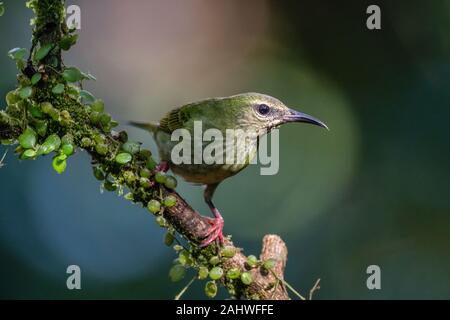 Ein weiblicher rotbeinige Honigfresser (Cyanerpes cyaneus) percht an einem Baumzweig in der Laguna del Lagarto, Costa Rica. Stockfoto