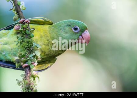 An einem Baumzweig in der Laguna del Lagarto, Costa Rica, perchiert ein orangebindelter Sittich (Brotogeris jugularis) Stockfoto