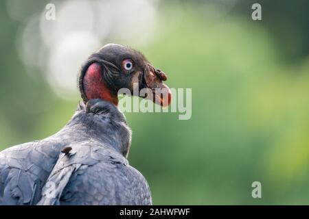 Juvenile King Vulture (Sarcoramphus papa), Laguna del Lagarto, Costa Rica Stockfoto