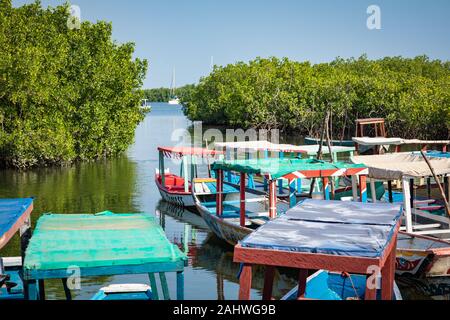 Gambia Mangroven. Lamin Lodge. Traditionelle lange Boote. Green mangrove Bäume im Wald. Gambia. Stockfoto