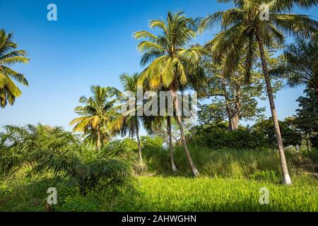 Gambia Mangroven. Green mangrove Bäume im Wald. Gambia. Stockfoto