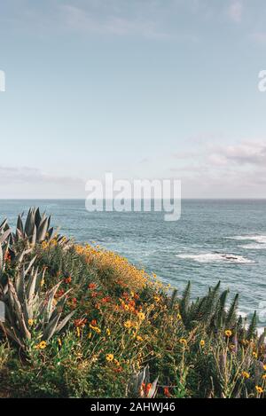 Blumen und den Pazifischen Ozean, im Treasure Island Park in Laguna Beach, Orange County, Kalifornien Stockfoto