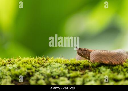 Hognosed pitviper (Porthidium nasutum) in einer kontrollierten Umgebung. Laguna del Lagarto, Costa Rica. Stockfoto