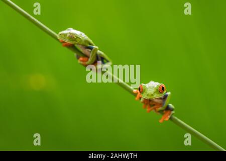 Zwei Red Eyed Tree Frogs (Agalychnis callidryas) auf einem weinstock in einer kontrollierten Umgebung. Laguna del Lagarto, Costa Rica. Stockfoto