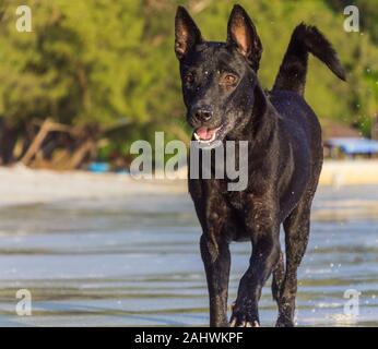 Schwarz Thai Ridgback mix läuft am Strand. Stockfoto