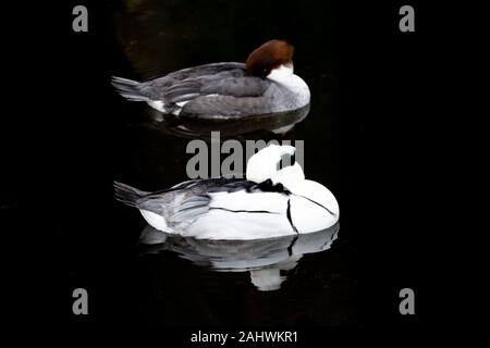 Paar schwarze und weiße Enten aus Smews (Mergus albellus), männlich und weiblich, die zusammen auf Wasser mit derselben Pose ruhen Stockfoto