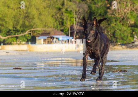 Schwarz Thai Ridgback mix läuft am Strand. Stockfoto