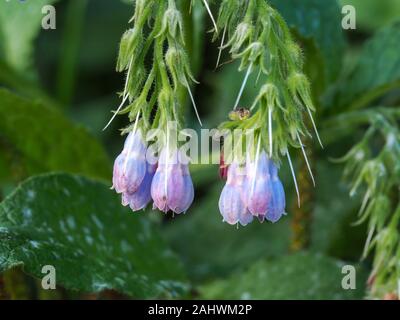 Hängende Blüten auf einen gemeinsamen Beinwell, Symphytum officinale, in North Yorkshire, England Stockfoto