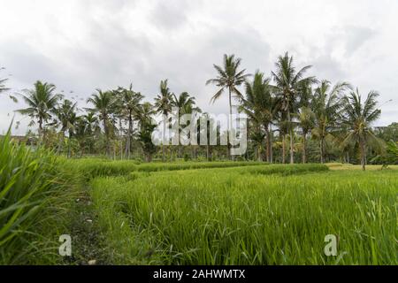 Banyuwangi, Indonesien. 10 Dez, 2019. Ein Blick auf die Reisfelder in der Region Banyuwangi, Ost Java. Credit: Edward Crawford/SOPA Images/ZUMA Draht/Alamy leben Nachrichten Stockfoto