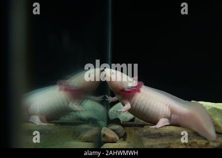Albino-Axolotl unter Wasser mit Spiegelung in Glas Stockfoto